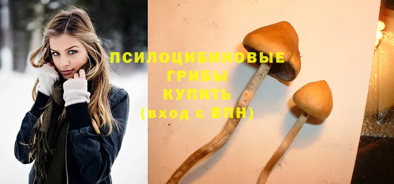 где найти   Вихоревка  Псилоцибиновые грибы Psilocybe 